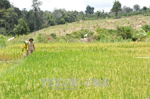 Đắk Lắk: Rừng, đất rừng vẫn bị chặt phá, lấn chiếm trái phép 